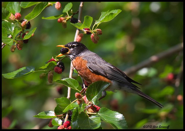 _2SB9884 american robin with mulberry.jpg